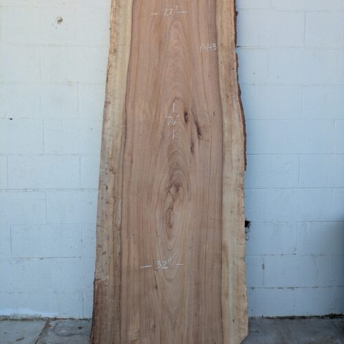 Pecan  P443